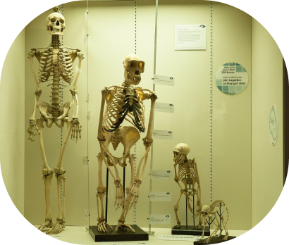 Dinosaur skeleton fossil display